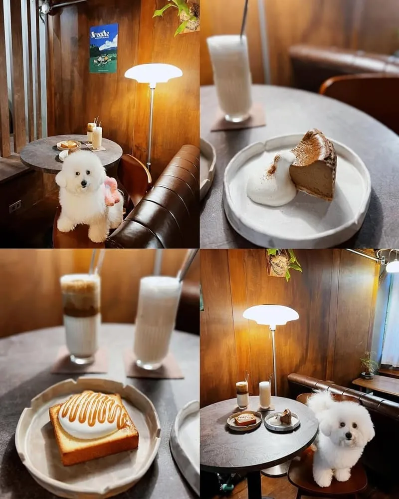 懨懨sān sān 台南寵物友善咖啡