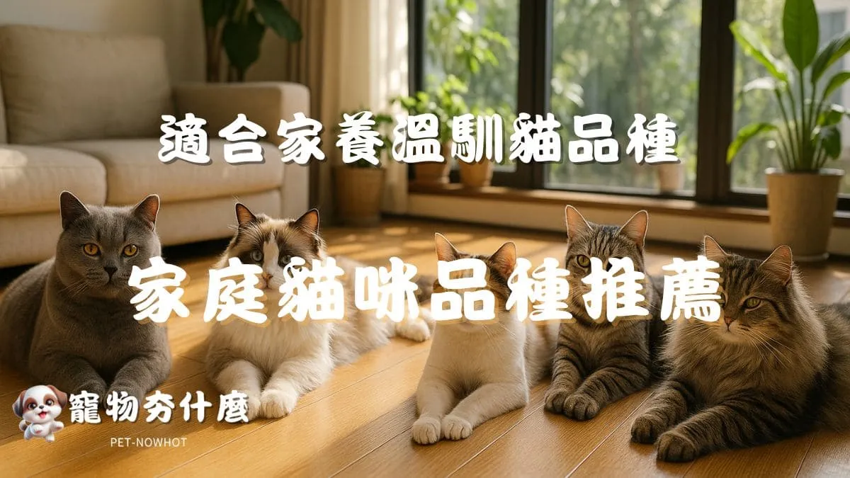 台灣家庭貓咪品種推薦