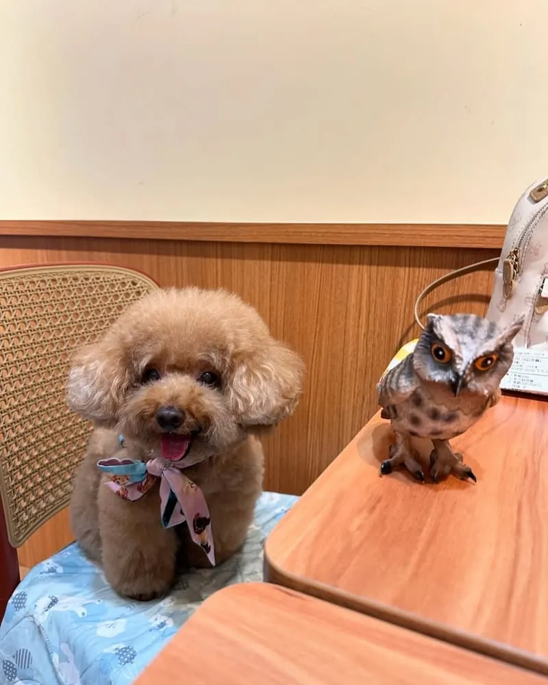 桃司廚藝文店