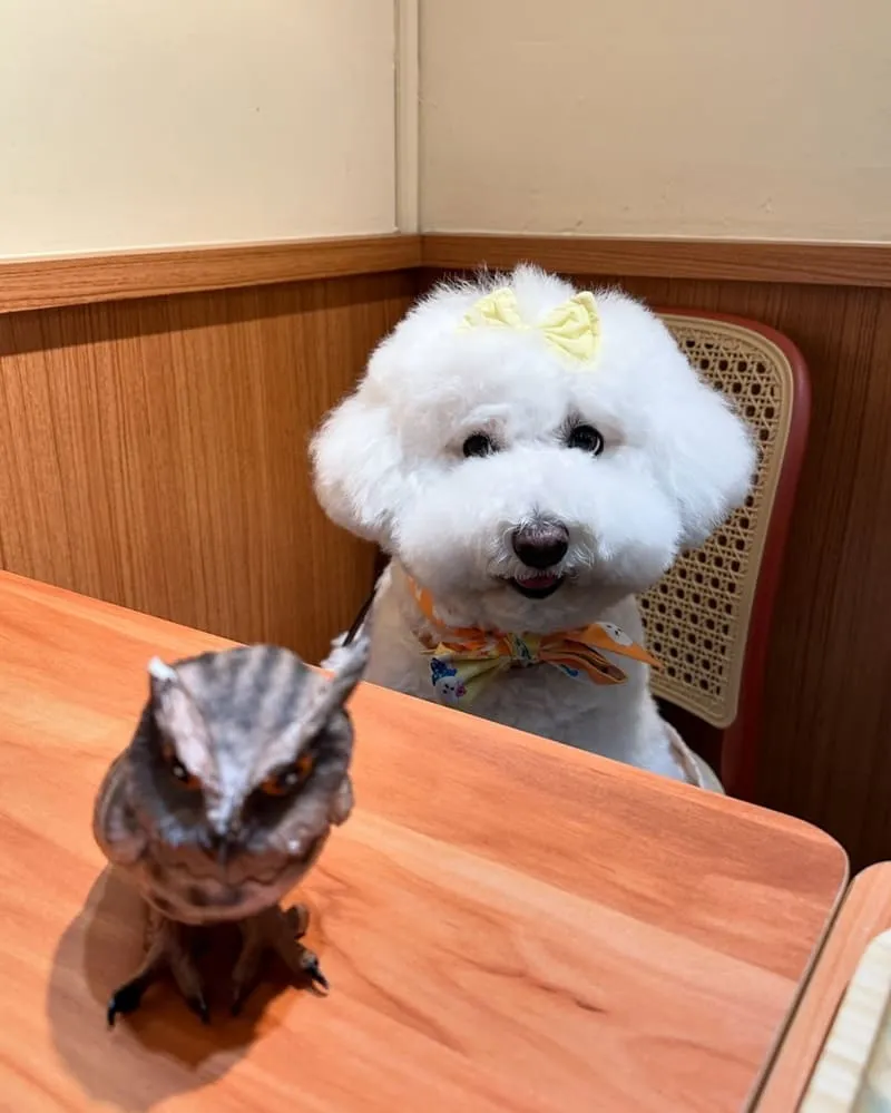 桃司廚藝文店