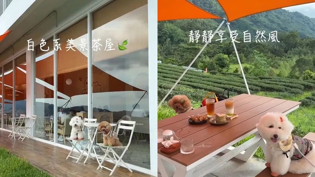 山月茶屋景美山林茶園