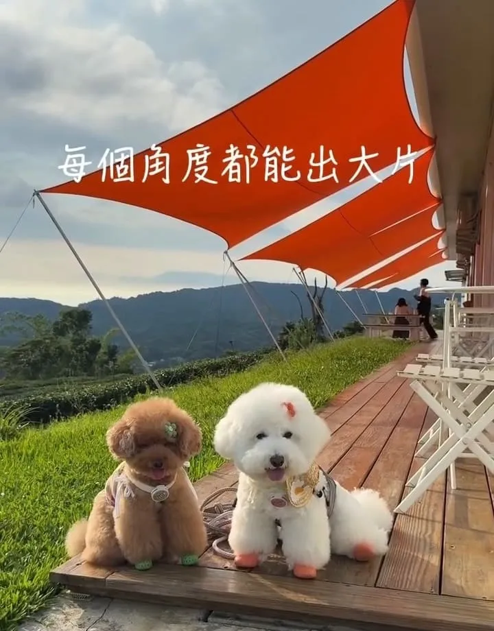 山月茶屋景美山林茶園