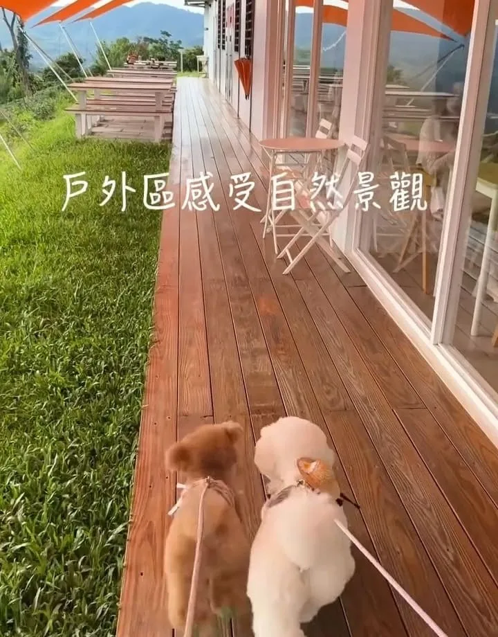 山月茶屋景美山林茶園