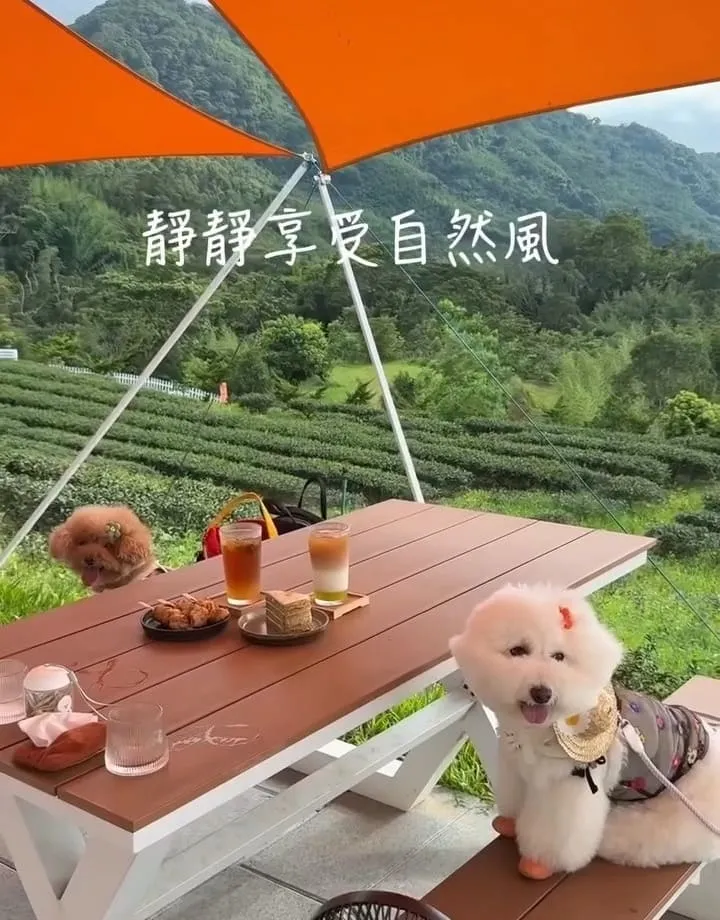 山月茶屋景美山林茶園