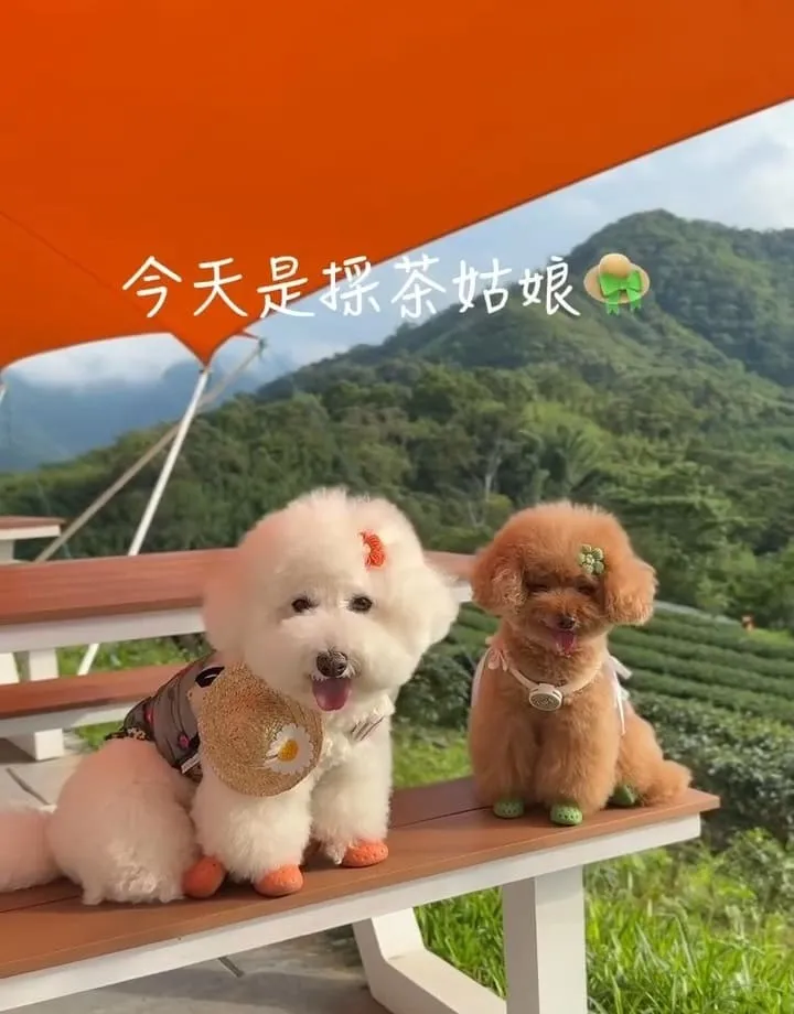 山月茶屋景美山林茶園