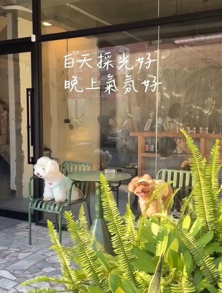 野陌小餐館桃園寵物友善