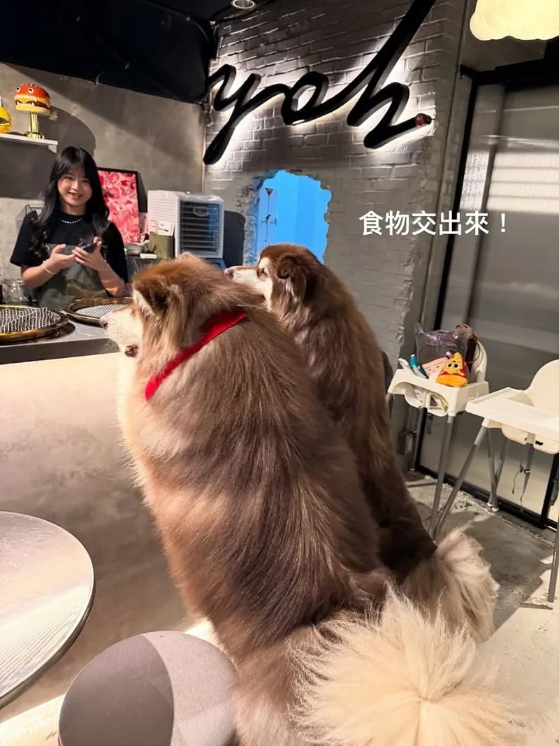 Yoh曜日寵物友善餐廳