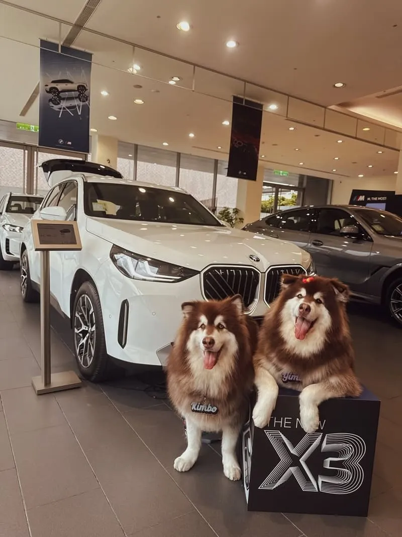 全新 BMW X3（G45）毛孩出遊實測