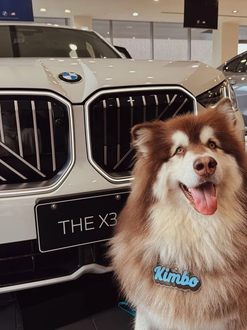 全新 BMW X3（G45）毛孩出遊實測