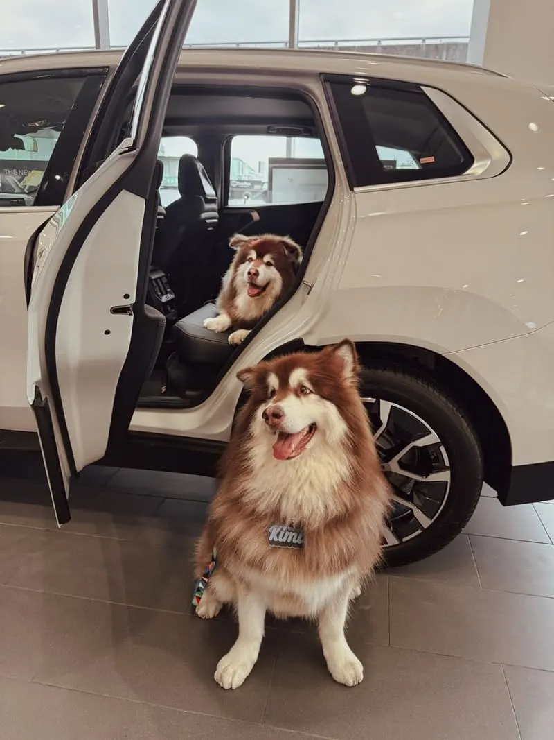 全新 BMW X3（G45）毛孩出遊實測