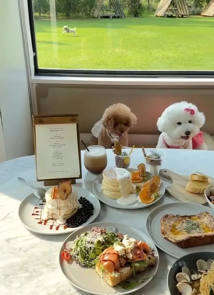 桃園寵物友善咖啡廳推薦｜HoneyWood Cafe