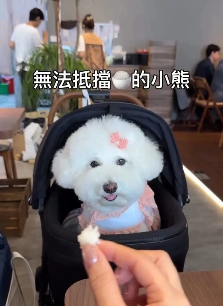 礁溪寵物友善餐廳｜快炒樂室