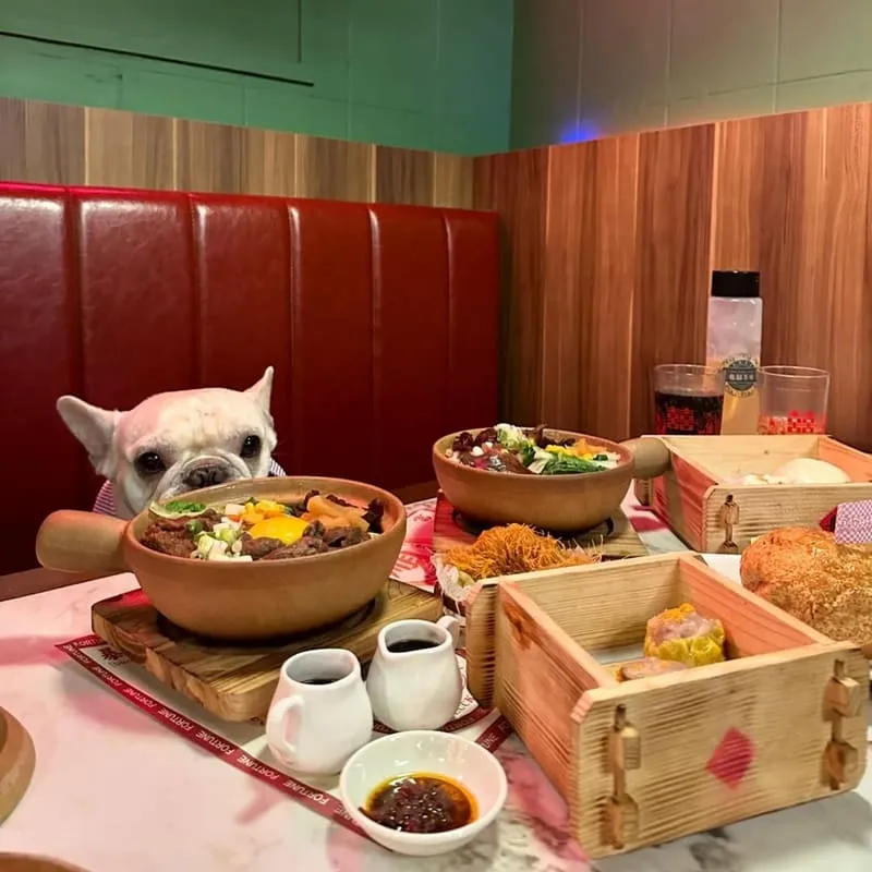 板橋寵物友善美食新選擇｜龍囍茶檔亞東店