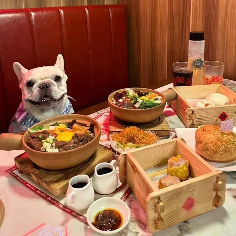 板橋寵物友善美食新選擇｜龍囍茶檔亞東店