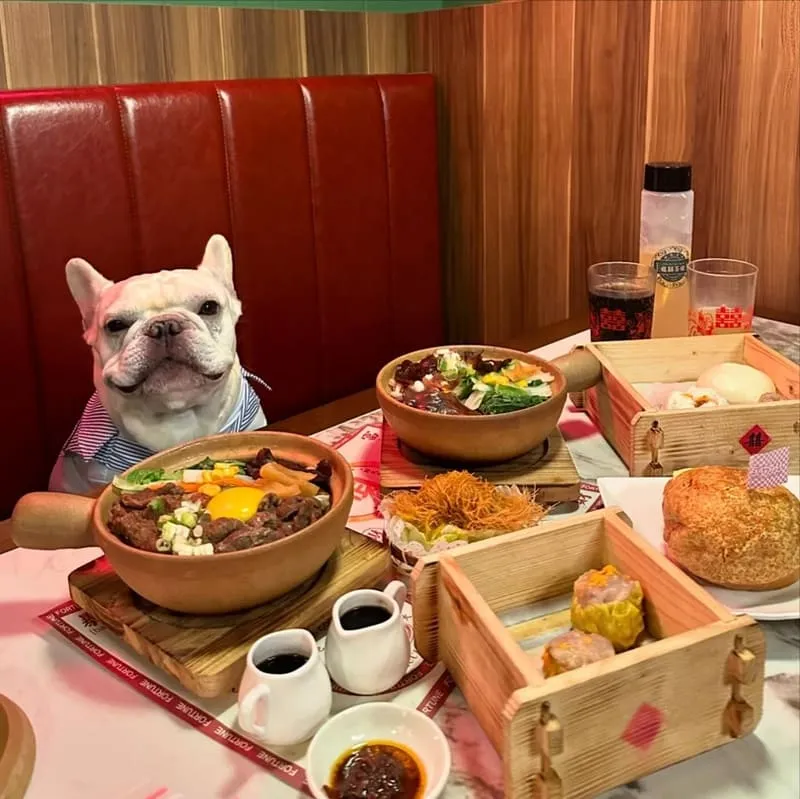 板橋寵物友善美食新選擇｜龍囍茶檔亞東店