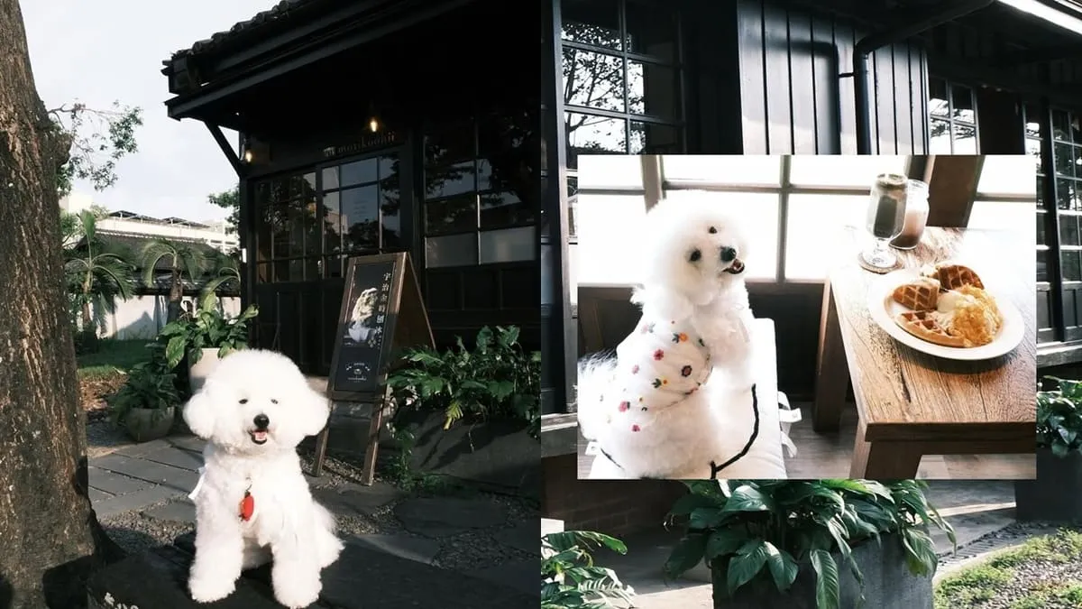 Morikoohii 森咖啡｜嘉義寵物友善咖啡館
