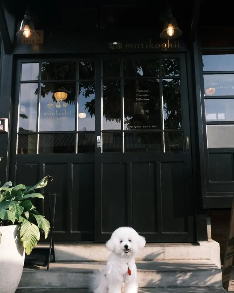 Morikoohii 森咖啡｜嘉義寵物友善咖啡館