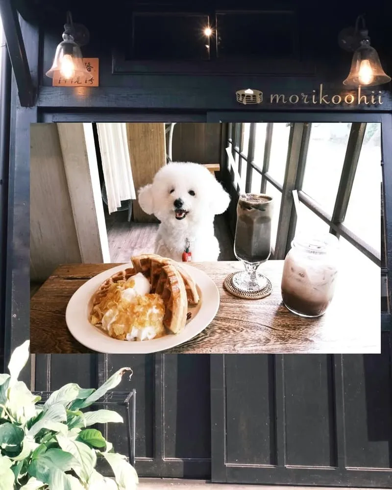 Morikoohii 森咖啡｜嘉義寵物友善咖啡館