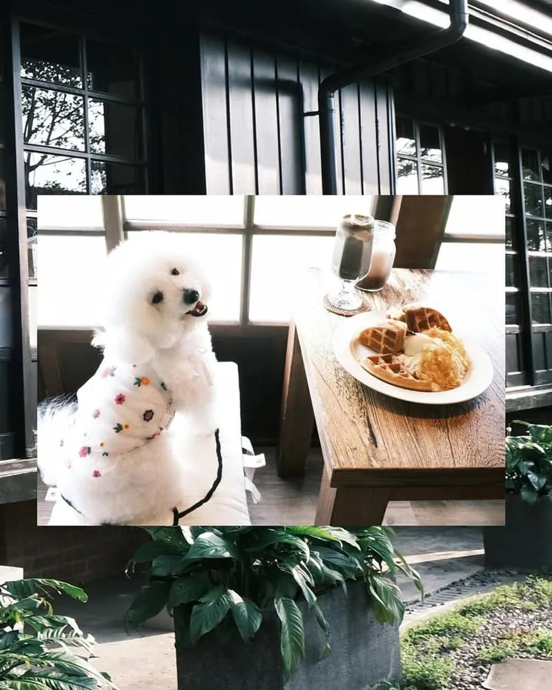 Morikoohii 森咖啡｜嘉義寵物友善咖啡館
