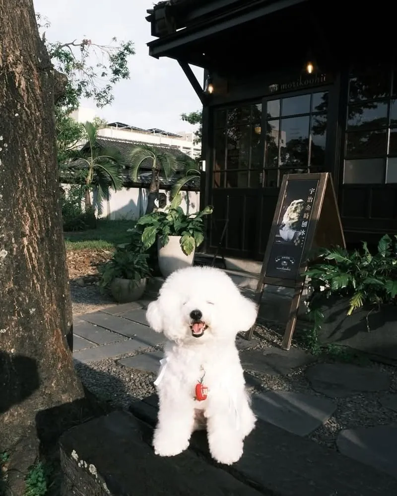 Morikoohii 森咖啡｜嘉義寵物友善咖啡館