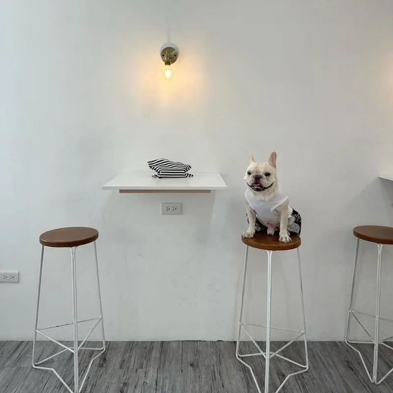 somewhere cafe｜新竹巨城毛孩友善咖啡廳