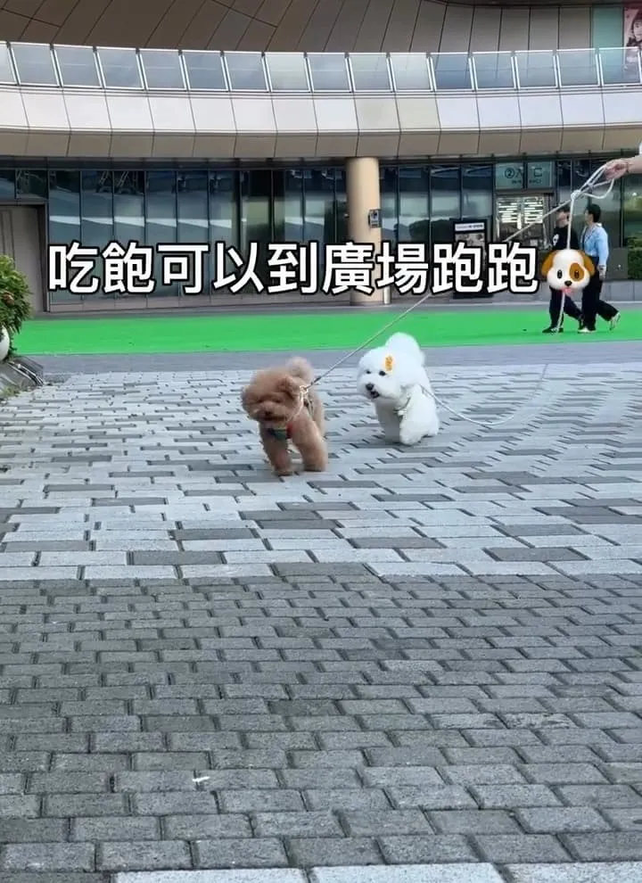 桃園青埔寵物友善美食｜帕朵拉義式餐廳A19