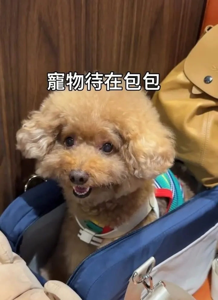 桃園青埔寵物友善美食｜帕朵拉義式餐廳A19