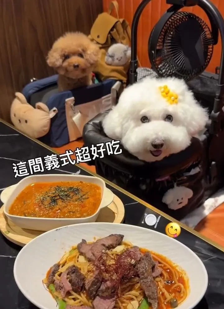桃園青埔寵物友善美食｜帕朵拉義式餐廳A19
