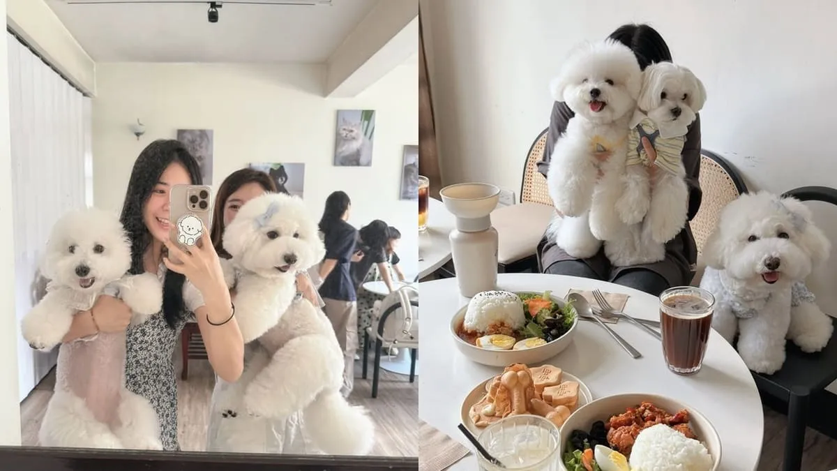桃園寵物友善咖啡｜MUYI CAFE 木易咖啡
