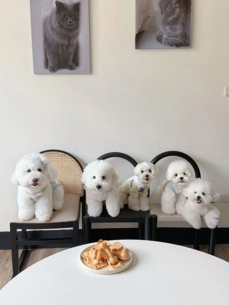 桃園寵物友善咖啡｜MUYI CAFE 木易咖啡