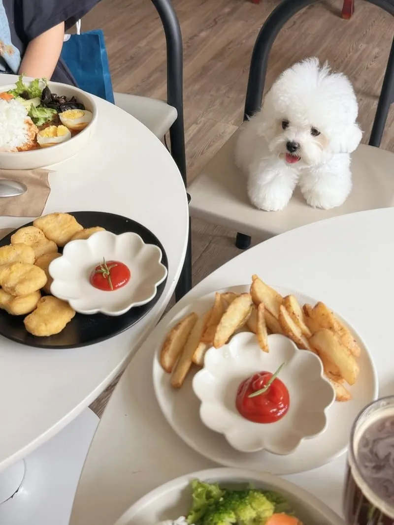 桃園寵物友善咖啡｜MUYI CAFE 木易咖啡