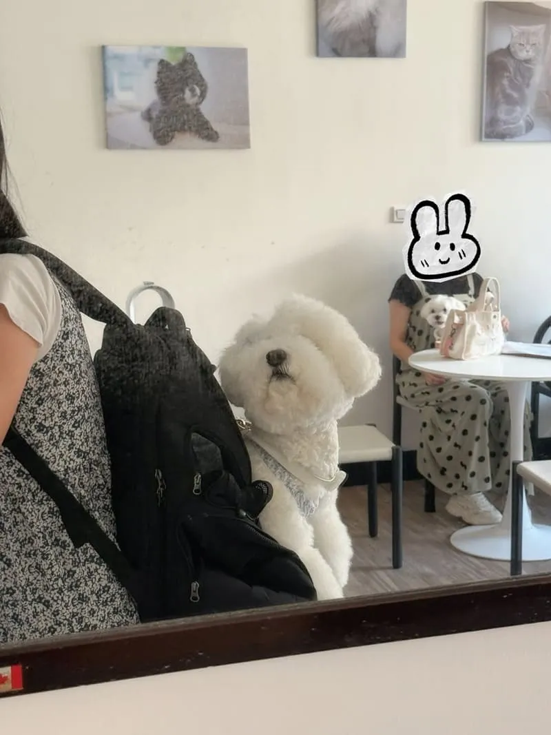 桃園寵物友善咖啡｜MUYI CAFE 木易咖啡