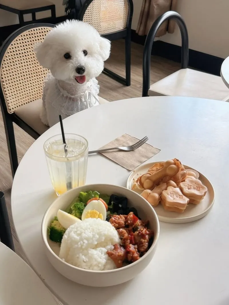 桃園寵物友善咖啡｜MUYI CAFE 木易咖啡