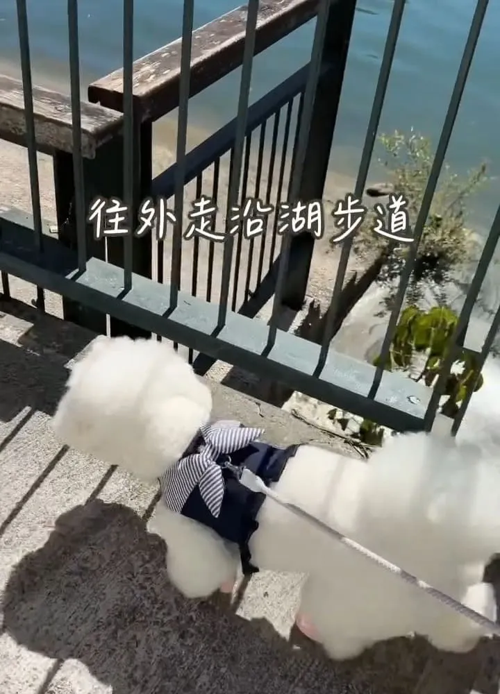 花蓮寵物友善住宿｜黑屋CAMP 露營車住湖畔