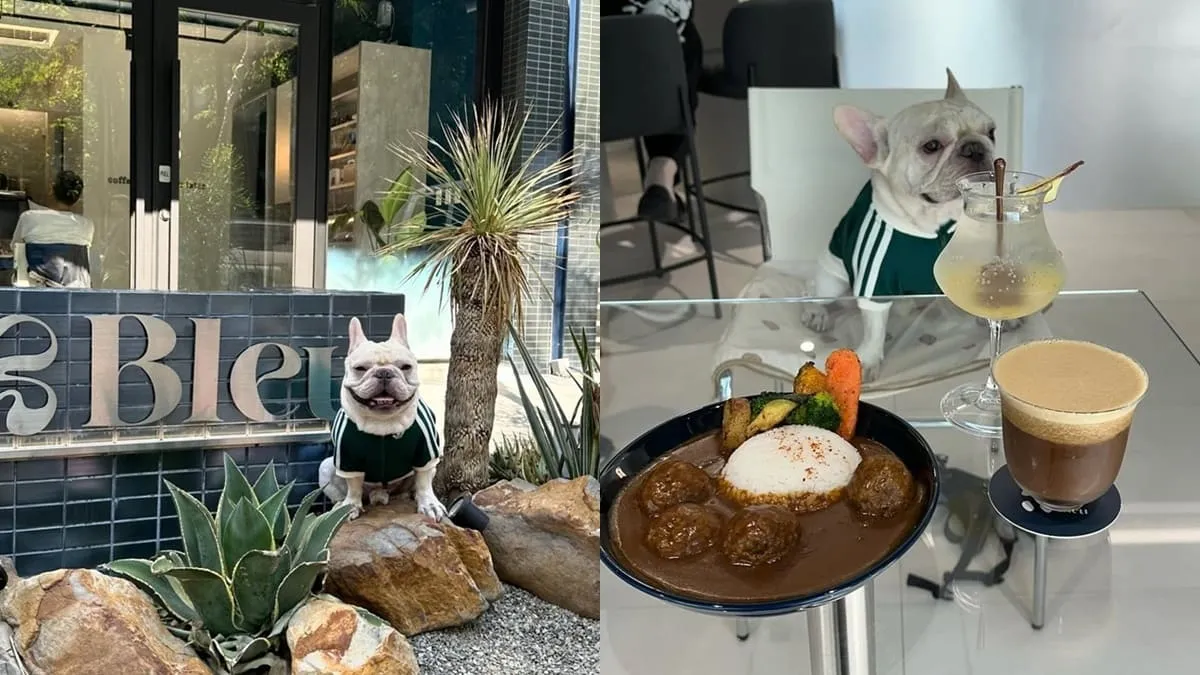 Bleu Cafe 台中寵物友善咖啡廳