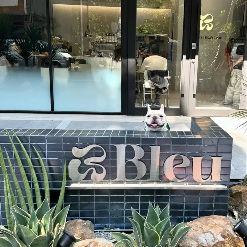 Bleu Cafe 台中寵物友善咖啡廳|藍灰極簡風・毛孩可入內的陽光午後 3 Bleu Cafe 台中寵物友善咖啡廳