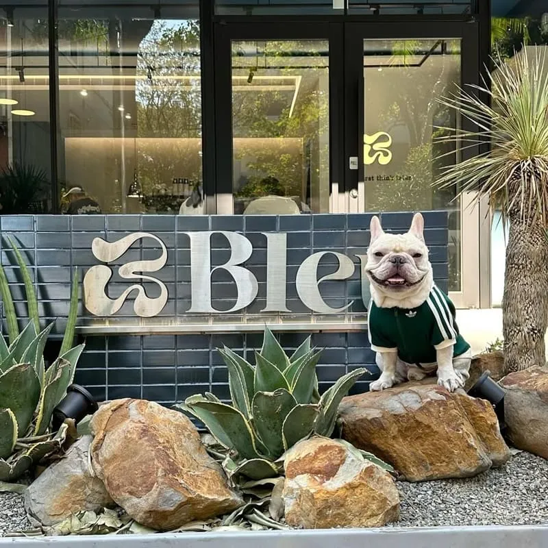 Bleu Cafe 台中寵物友善咖啡廳|藍灰極簡風・毛孩可入內的陽光午後 5 Bleu Cafe 台中寵物友善咖啡廳