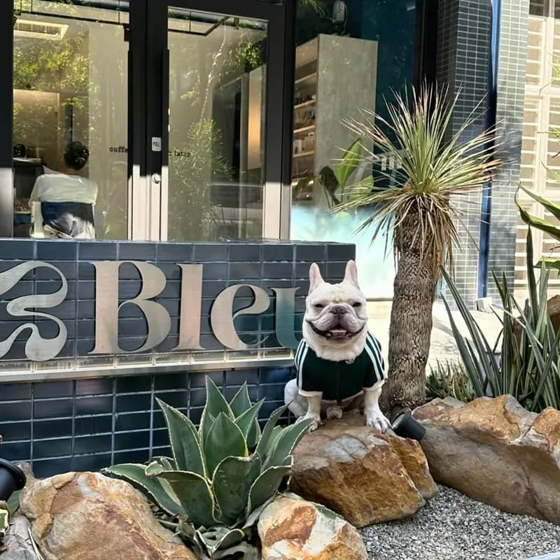 Bleu Cafe 台中寵物友善咖啡廳|藍灰極簡風・毛孩可入內的陽光午後 7 Bleu Cafe 台中寵物友善咖啡廳