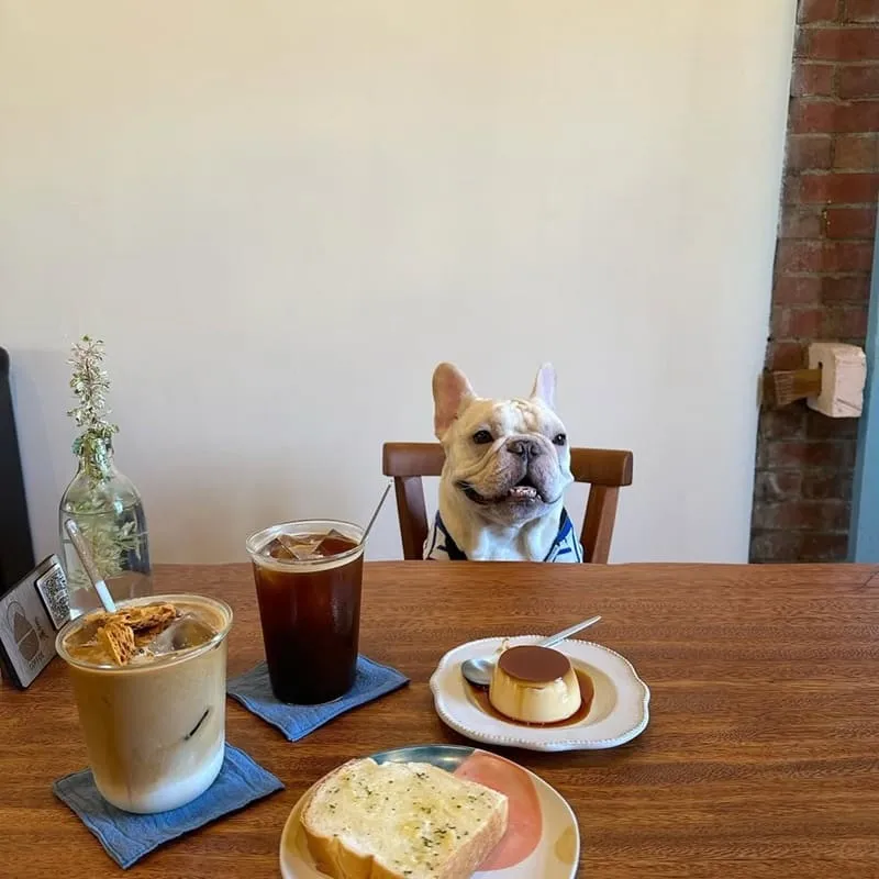 呈映咖啡館 台中大肚寵物友善咖啡廳|三合院庭院散步・牽繩可落地・早開門 6 呈映咖啡館 台中大肚寵物友善咖啡廳