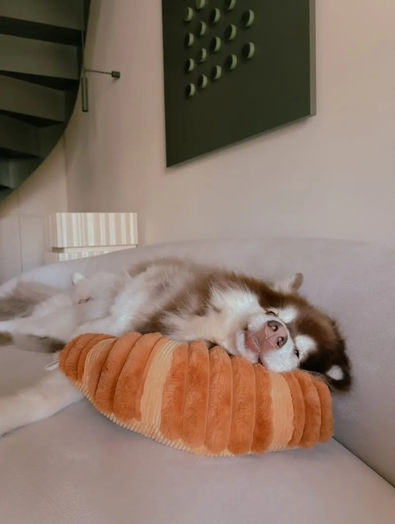 Liber 寵物沙發推薦