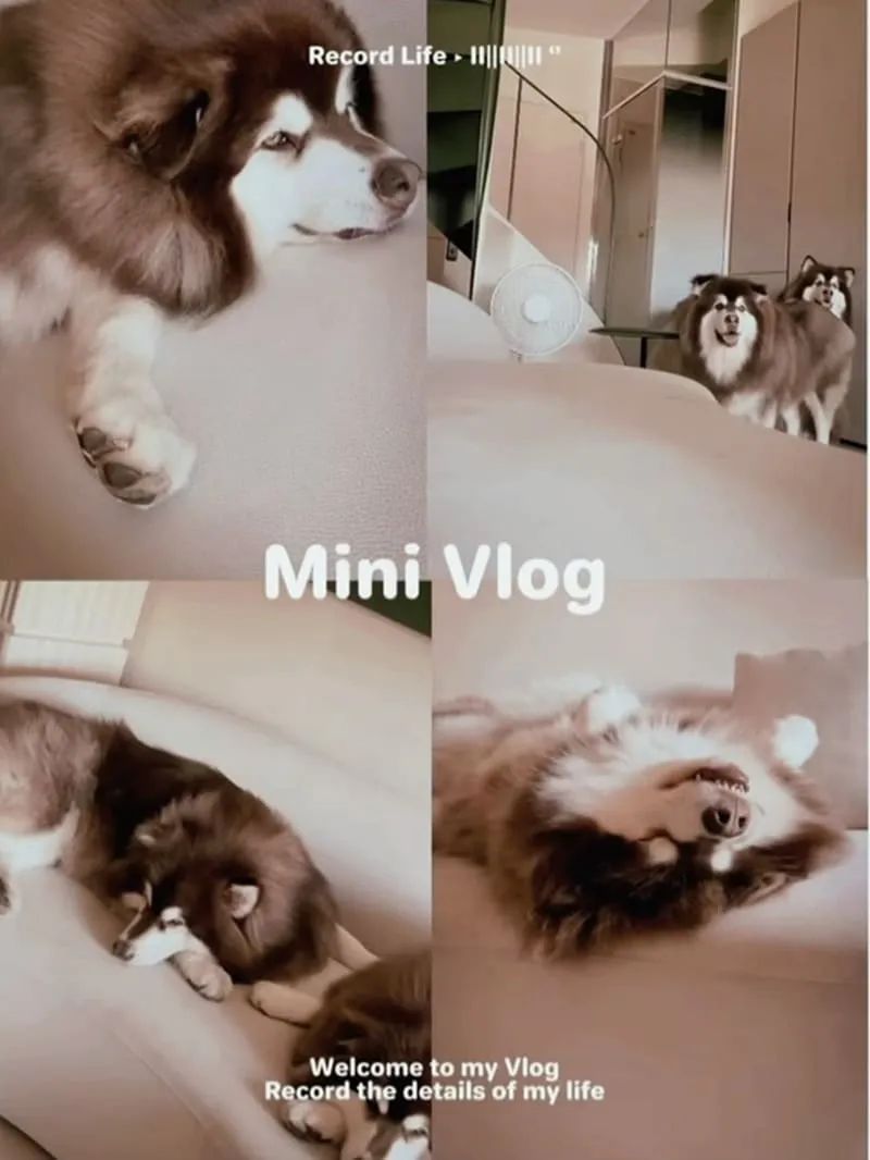 Liber 寵物沙發推薦