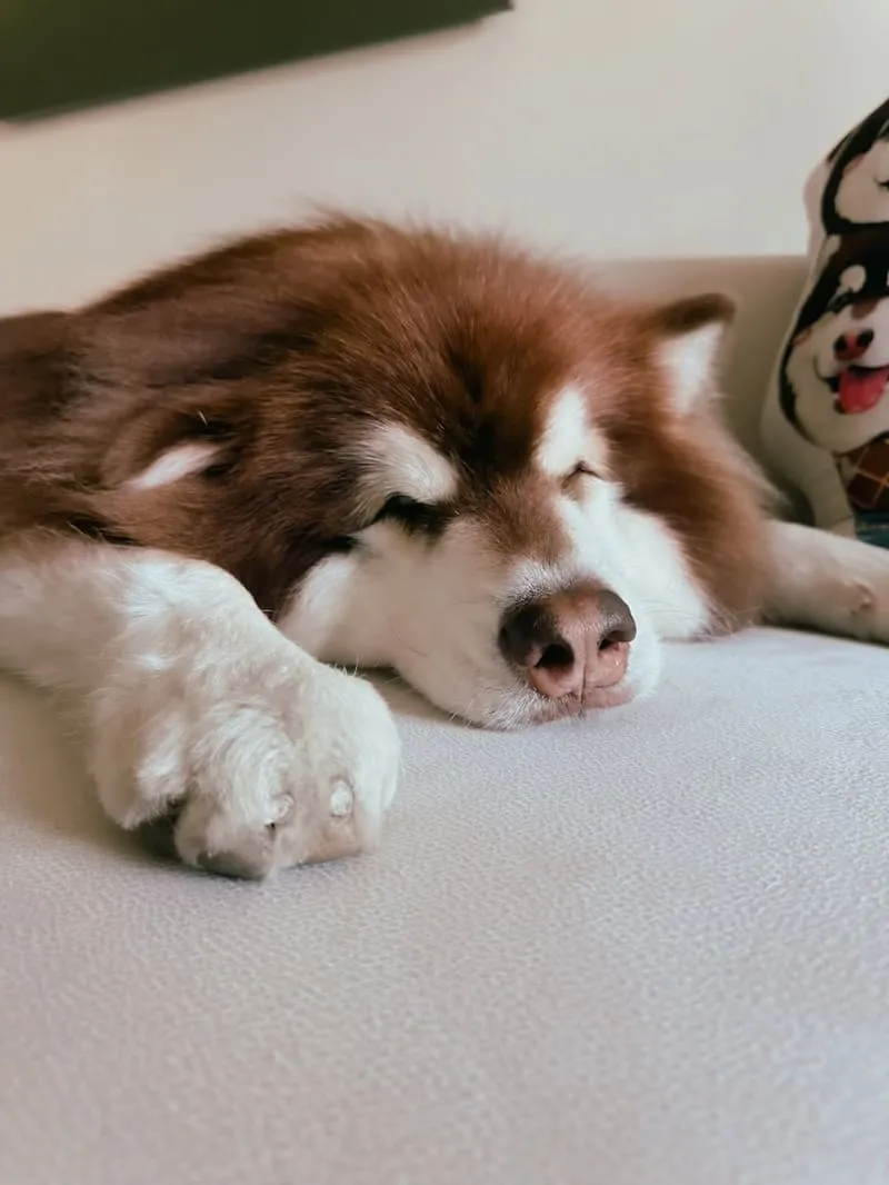 Liber 寵物沙發推薦