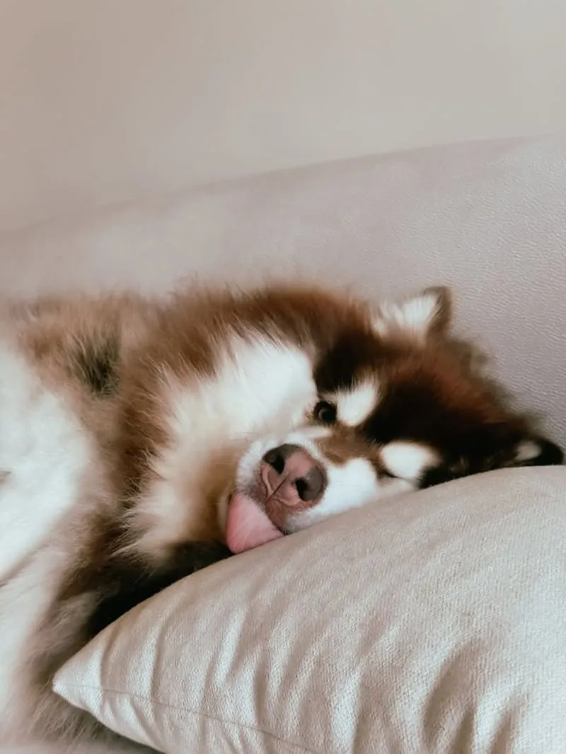 Liber 寵物沙發推薦