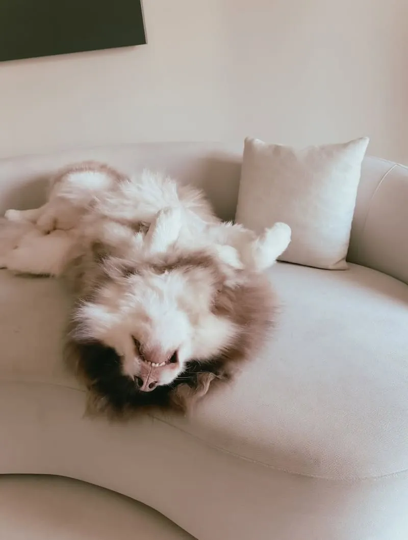 Liber 寵物沙發推薦