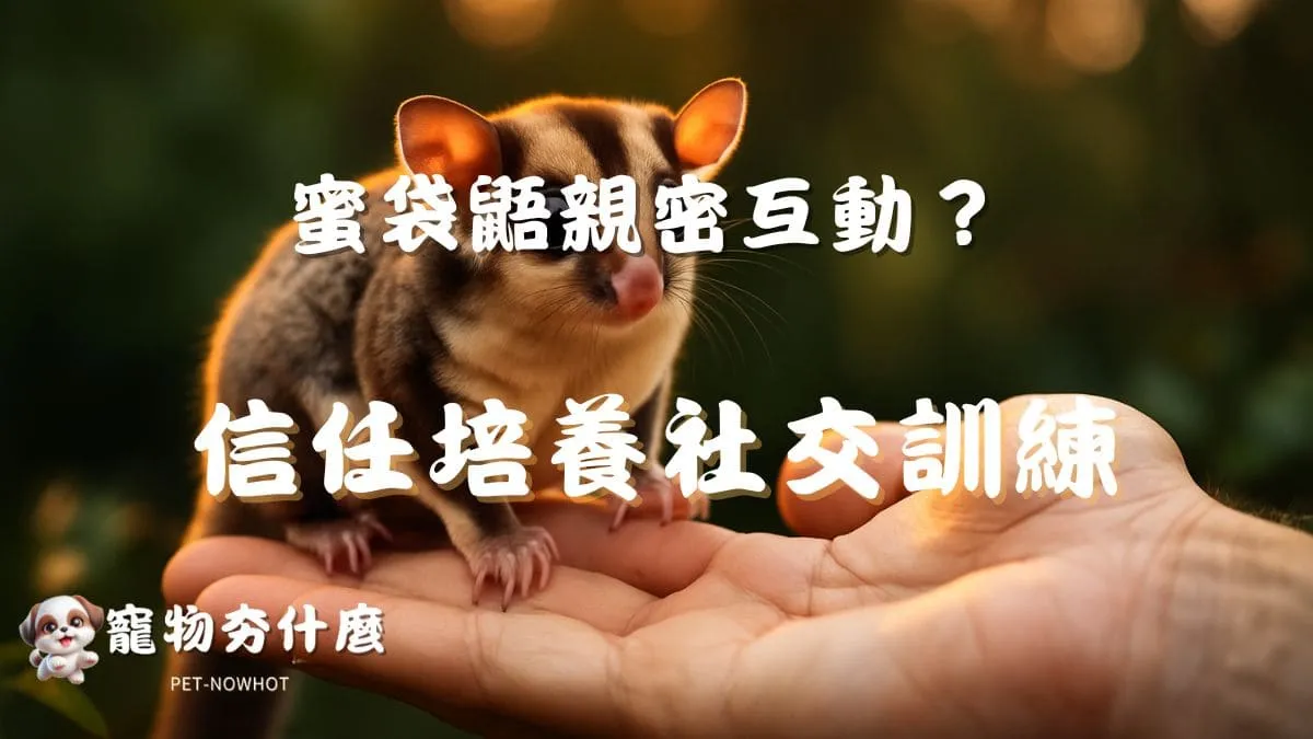 蜜袋鼯與主人如何建立親密互動