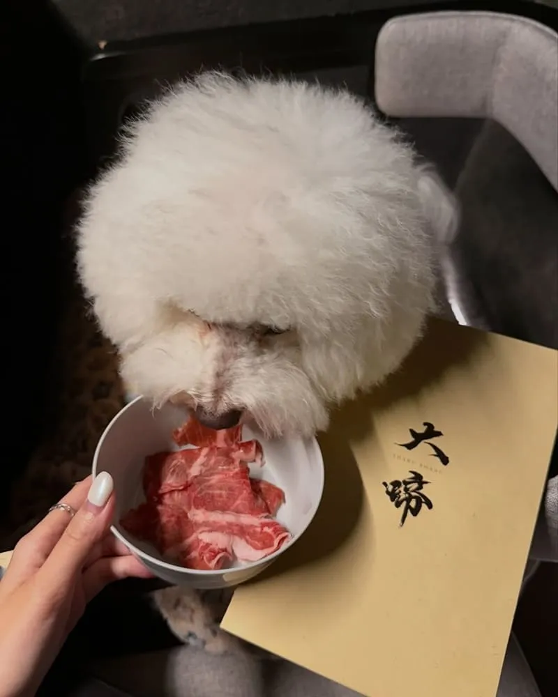 大啼shabu shabu 寵物友善火鍋|台北大安延吉街・和毛孩一起吃精緻鍋物 11 dati shabu shabu 9