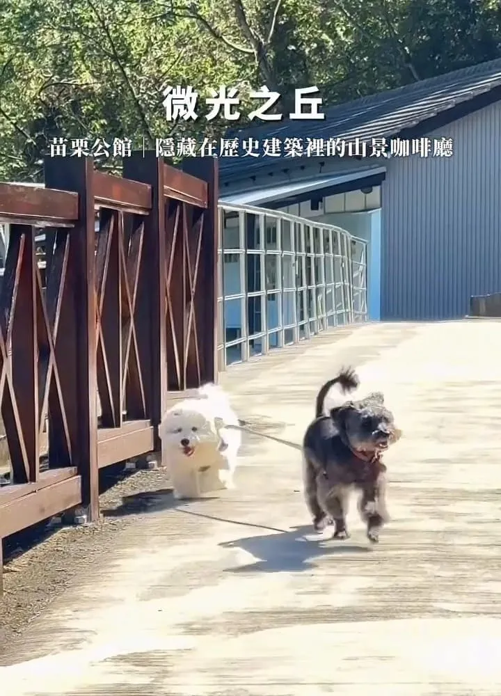 微光之丘 苗栗寵物友善咖啡廳|出磺坑日式老屋・和毛小孩住一晚 11 微光之丘 苗栗寵物友善咖啡廳