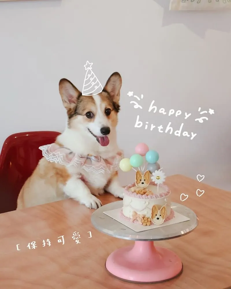 腦波食驗室 高雄狗狗友善餐廳|毛孩可落地上椅子,寵物餐與生日派對都能辦 3 腦波食驗室 寵物友善餐廳