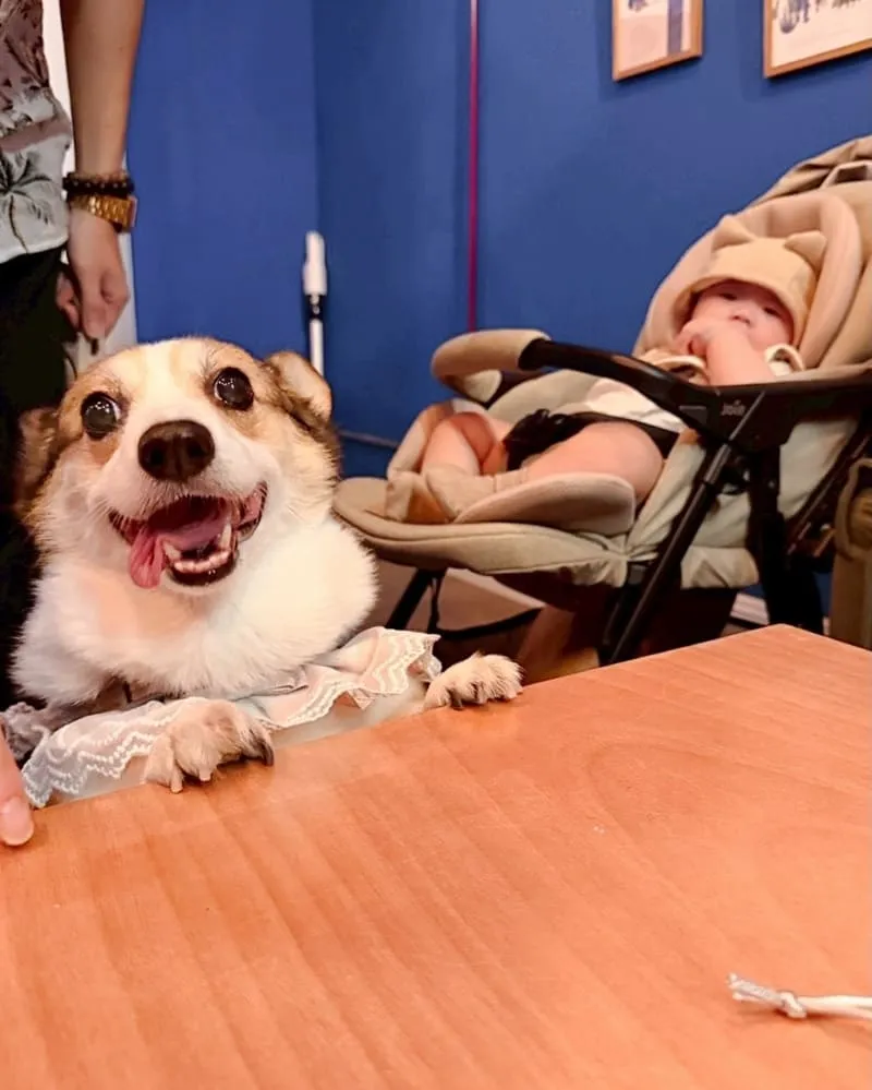 腦波食驗室 高雄狗狗友善餐廳|毛孩可落地上椅子,寵物餐與生日派對都能辦 12 腦波食驗室 寵物友善餐廳