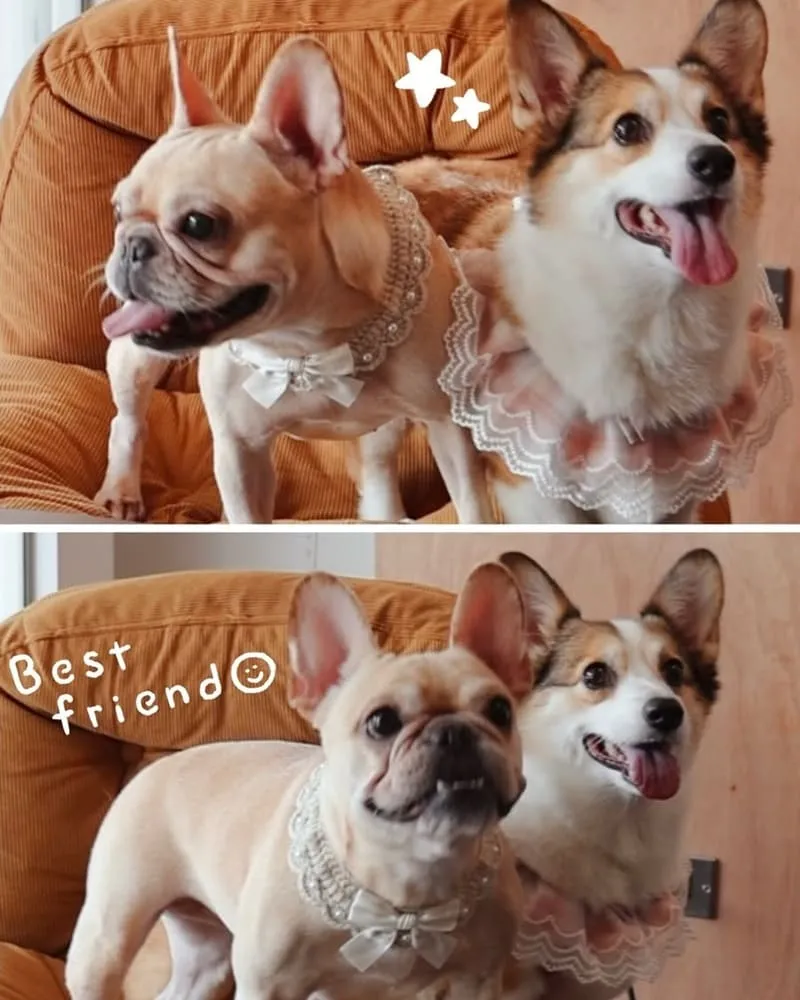 腦波食驗室 高雄狗狗友善餐廳|毛孩可落地上椅子,寵物餐與生日派對都能辦 14 腦波食驗室 寵物友善餐廳